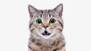 Как да помогнем на котка бум вълна от стомаха